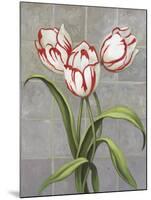 Red-Striped Tulips-John Zaccheo-Mounted Giclee Print