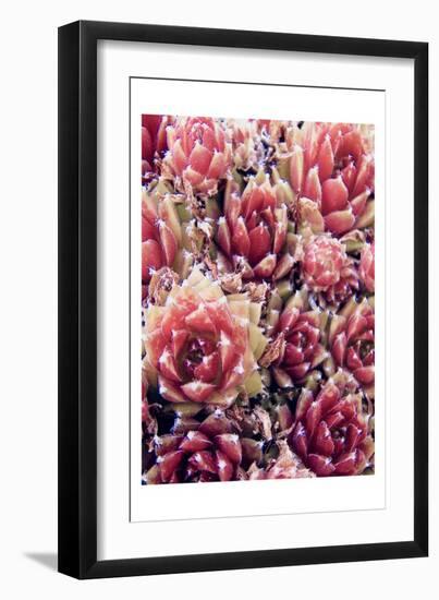 Red Succulents New Born 1-Urban Epiphany-Framed Art Print