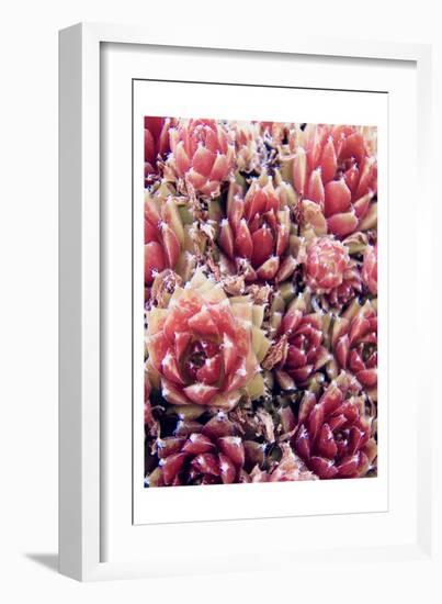 Red Succulents New Born 1-Urban Epiphany-Framed Art Print