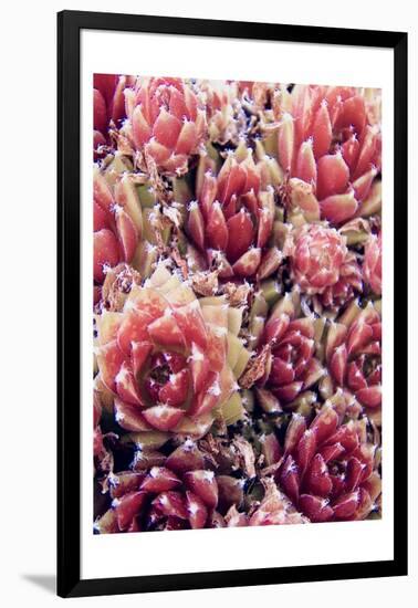 Red Succulents New Born 1-Urban Epiphany-Framed Art Print