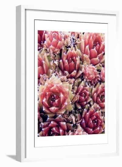 Red Succulents New Born 1-Urban Epiphany-Framed Art Print