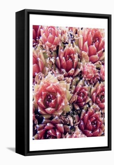 Red Succulents New Born 1-Urban Epiphany-Framed Stretched Canvas