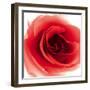 Red Summer Petals-Katja Marzahn-Framed Giclee Print