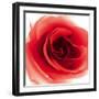 Red Summer Petals-Katja Marzahn-Framed Giclee Print