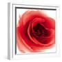 Red Summer Petals-Katja Marzahn-Framed Giclee Print