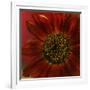 Red Sunflower Close-up-Anna Miller-Framed Photographic Print