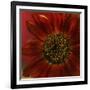 Red Sunflower Close-up-Anna Miller-Framed Photographic Print