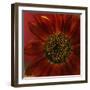 Red Sunflower Close-up-Anna Miller-Framed Photographic Print