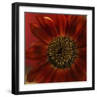 Red Sunflower Close-up-Anna Miller-Framed Photographic Print