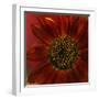 Red Sunflower Close-up-Anna Miller-Framed Photographic Print