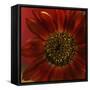 Red Sunflower Close-up-Anna Miller-Framed Stretched Canvas