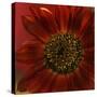 Red Sunflower Close-up-Anna Miller-Stretched Canvas