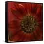 Red Sunflower Close-up-Anna Miller-Framed Stretched Canvas