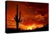 Red Sunset and Cactus Photograph-Lantern Press-Stretched Canvas