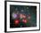 Red Super Giant Cluster-Stocktrek Images-Framed Photographic Print