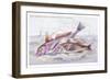 Red Surmullet and Lof Finned Captain-Robert Hamilton-Framed Art Print