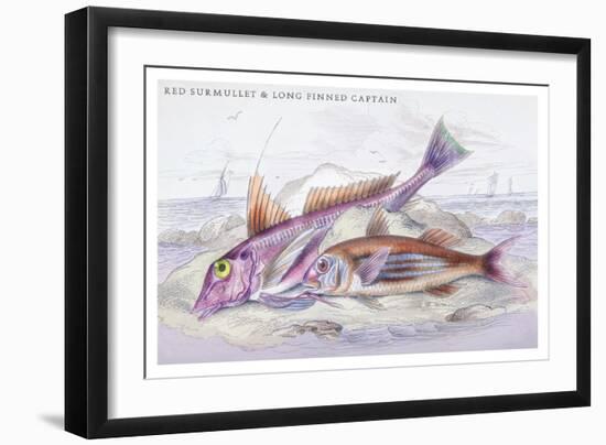 Red Surmullet and Lof Finned Captain-Robert Hamilton-Framed Art Print