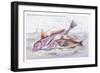 Red Surmullet and Lof Finned Captain-Robert Hamilton-Framed Art Print