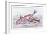 Red Surmullet and Lof Finned Captain-Robert Hamilton-Framed Art Print