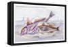 Red Surmullet and Lof Finned Captain-Robert Hamilton-Framed Stretched Canvas