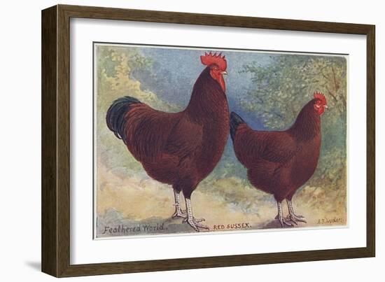 Red Sussex Poultry-AF Lydon-Framed Art Print