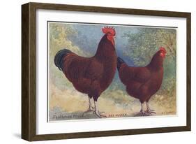 Red Sussex Poultry-AF Lydon-Framed Art Print