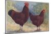 Red Sussex Poultry-AF Lydon-Mounted Art Print