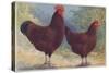 Red Sussex Poultry-AF Lydon-Stretched Canvas