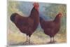 Red Sussex Poultry-AF Lydon-Mounted Art Print