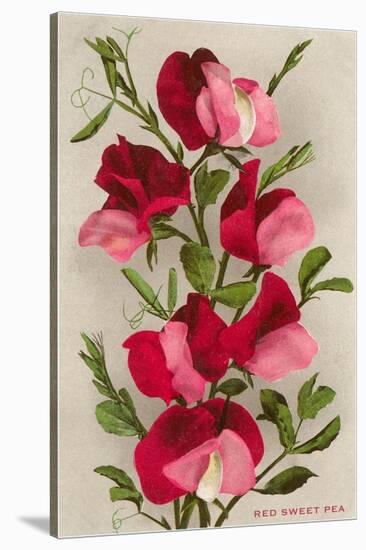 Red Sweet Peas-null-Stretched Canvas