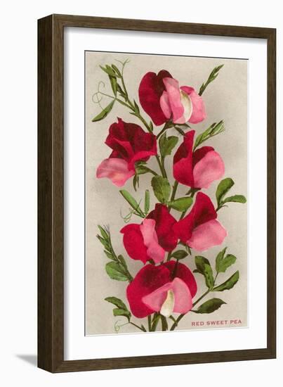 Red Sweet Peas-null-Framed Art Print