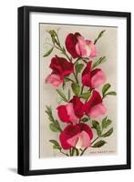 Red Sweet Peas-null-Framed Art Print