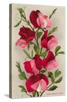 Red Sweet Peas-null-Stretched Canvas