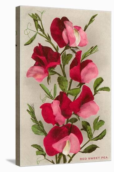 Red Sweet Peas-null-Stretched Canvas