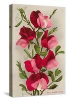 Red Sweet Peas-null-Stretched Canvas