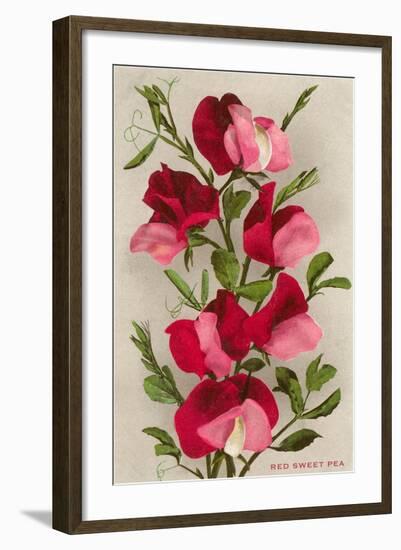 Red Sweet Peas-null-Framed Art Print