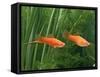Red Swordtail Pair Side View-null-Framed Stretched Canvas