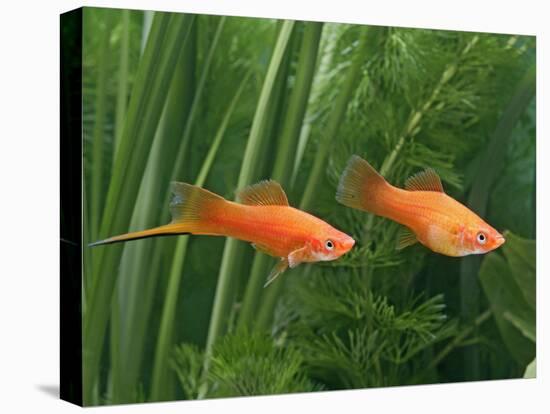 Red Swordtail Pair Side View-null-Stretched Canvas