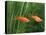 Red Swordtail Pair Side View-null-Stretched Canvas