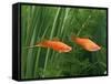 Red Swordtail Pair Side View-null-Framed Stretched Canvas