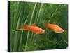 Red Swordtail Pair Side View-null-Stretched Canvas