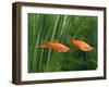Red Swordtail Pair Side View-null-Framed Premium Photographic Print