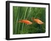 Red Swordtail Pair Side View-null-Framed Premium Photographic Print