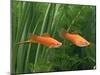 Red Swordtail Pair Side View-null-Mounted Premium Photographic Print