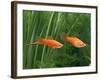 Red Swordtail Pair Side View-null-Framed Photographic Print