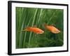 Red Swordtail Pair Side View-null-Framed Photographic Print