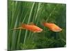 Red Swordtail Pair Side View-null-Mounted Photographic Print