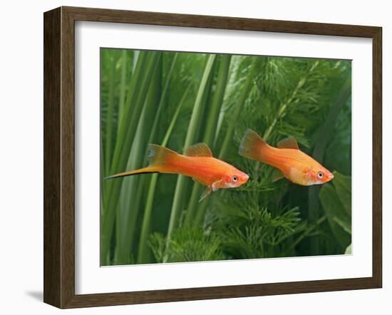Red Swordtail Pair Side View-null-Framed Photographic Print