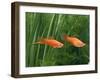 Red Swordtail Pair Side View-null-Framed Photographic Print