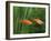 Red Swordtail Pair Side View-null-Framed Photographic Print